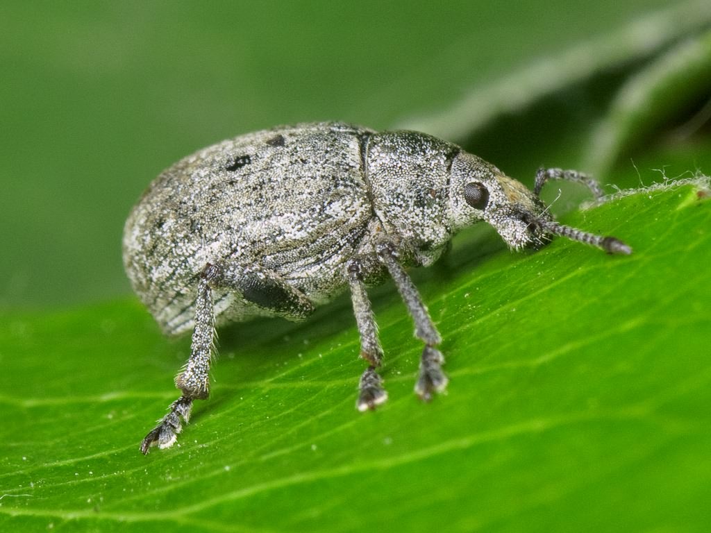 Attactagenus albinus (Boheman, 1833)